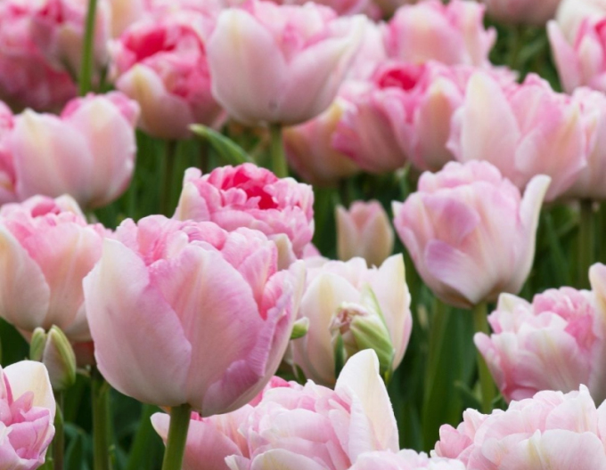 Tulipán plnokvětý  Angelique
