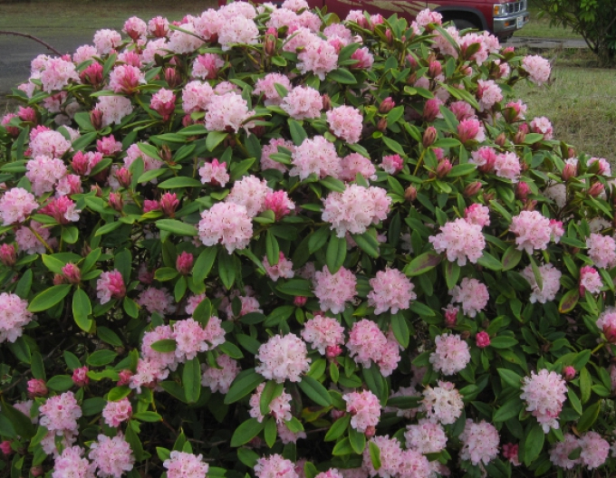 Rhododendron Cheer