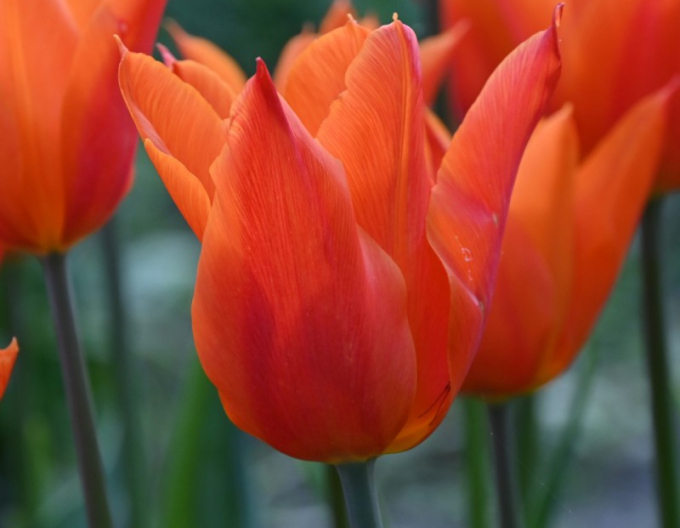 Tulipán liliokvět Ballerina
