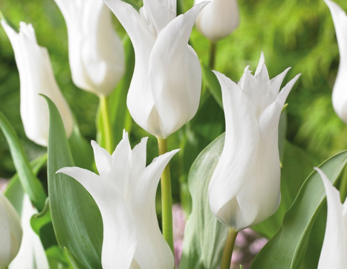 Tulipán lilie Tres Chic