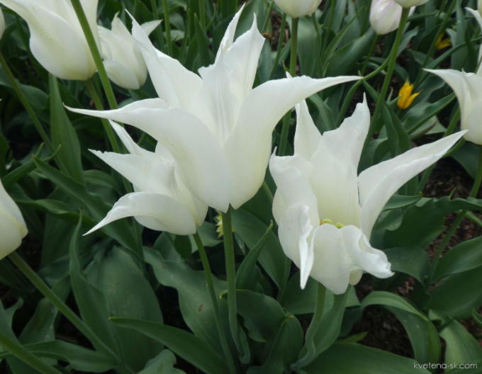 Tulipán lilie Tres Chic