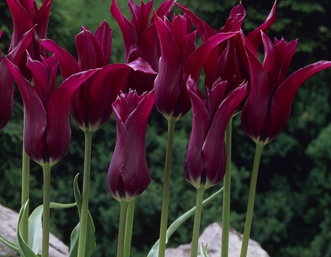 Tulipán liliokvět Burgundy