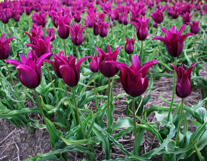 Tulipán liliokvět Burgundy