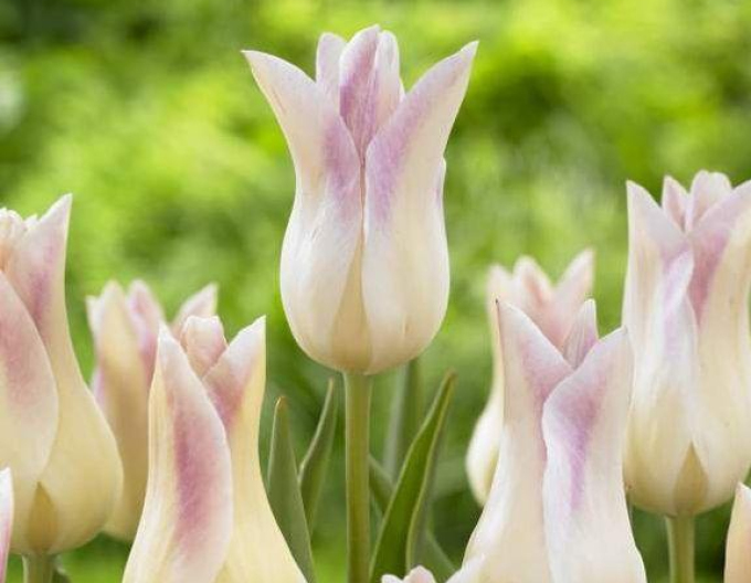 Tulipán lilie Elegant Lady