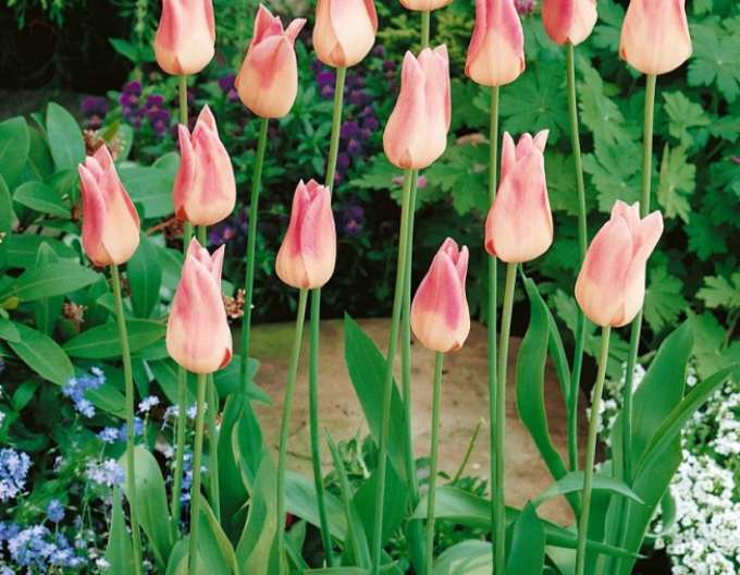 Tulipán lilie Elegant Lady