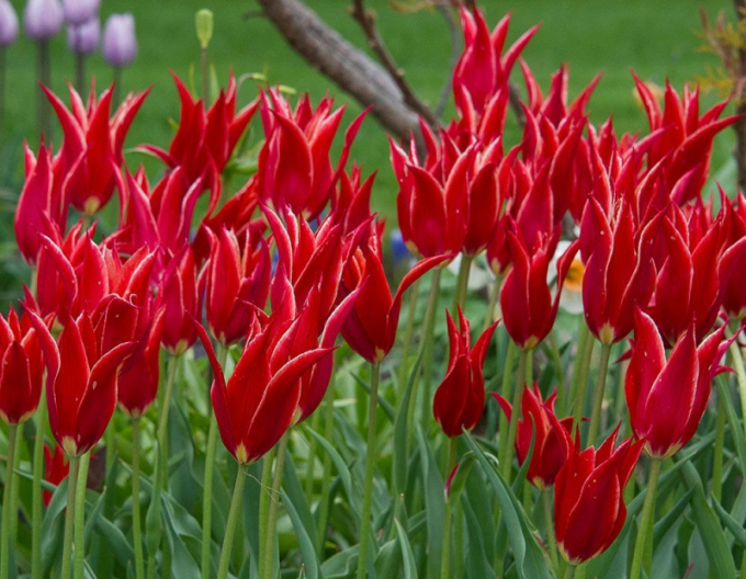 Tulipán liliokvět Aladdin