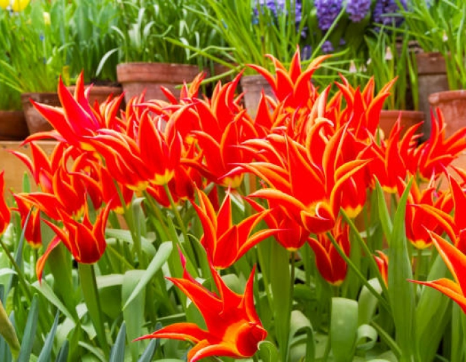 Tulipán liliokvět Aladdin
