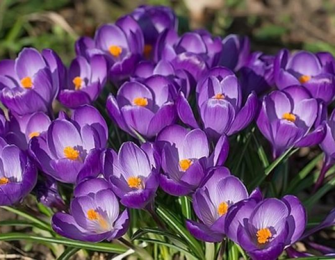 Krokus velkokvětý ´Flower Record´