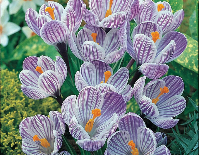 Krokus velkokvětý Pikwick