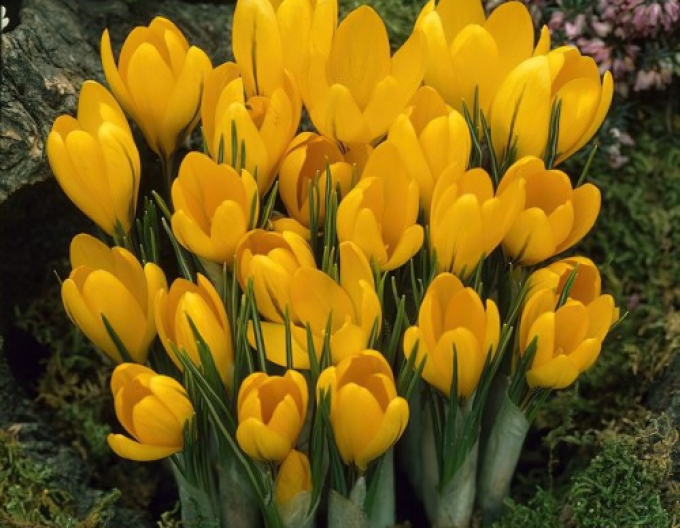 Krokus velkokvětý ´Golden Yellow´