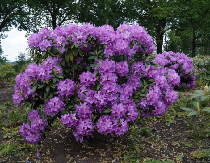 Rhododendron Catawbiense Grandiflorum