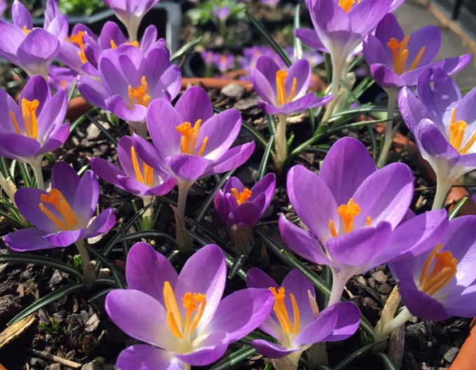 Krokus Barrs Purple