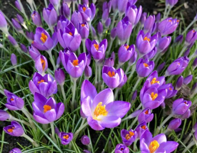 Krokus Barrs Purple