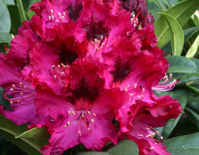Rhododendron Marie Forte