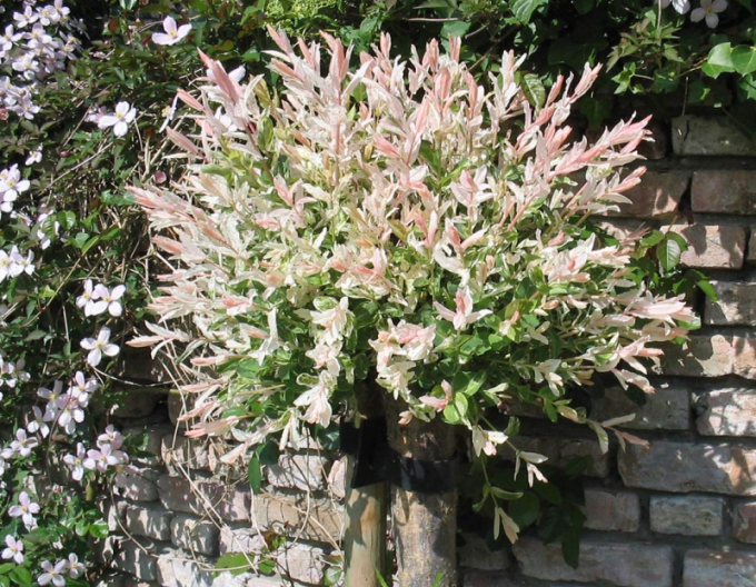 Japonská vrba Hakuro-Nishiki 60cm