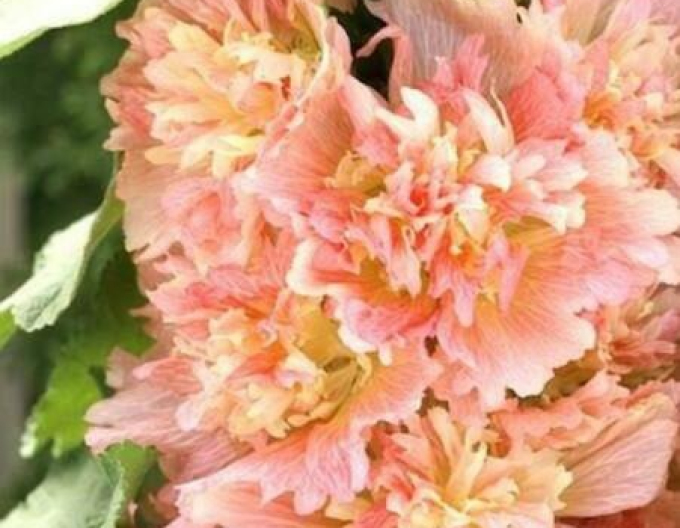 Topol ´Spring Celebrities Apricot´