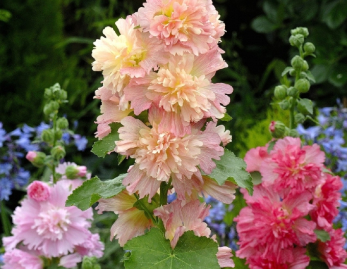 Topol ´Spring Celebrities Apricot´