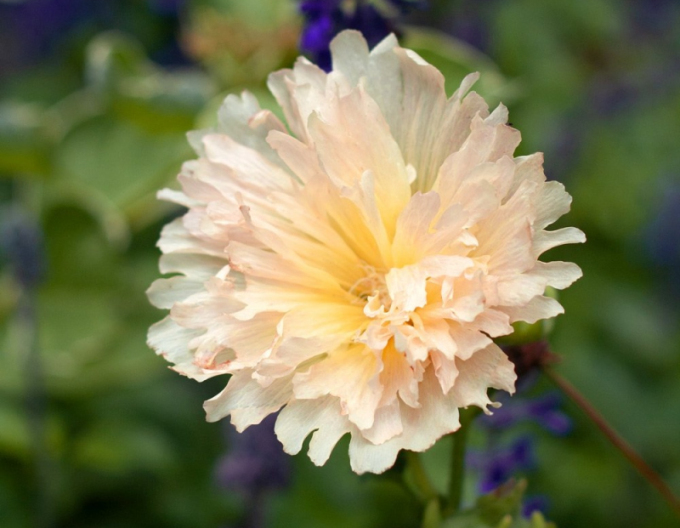 Topol ´Spring Celebrities Apricot´