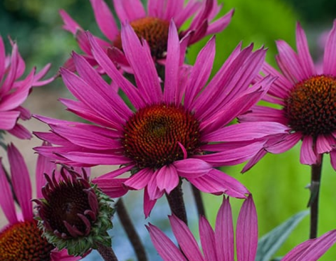Echinacea ´Fatal Attraction´´