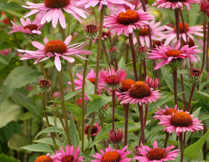 Echinacea ´Fatal Attraction´´