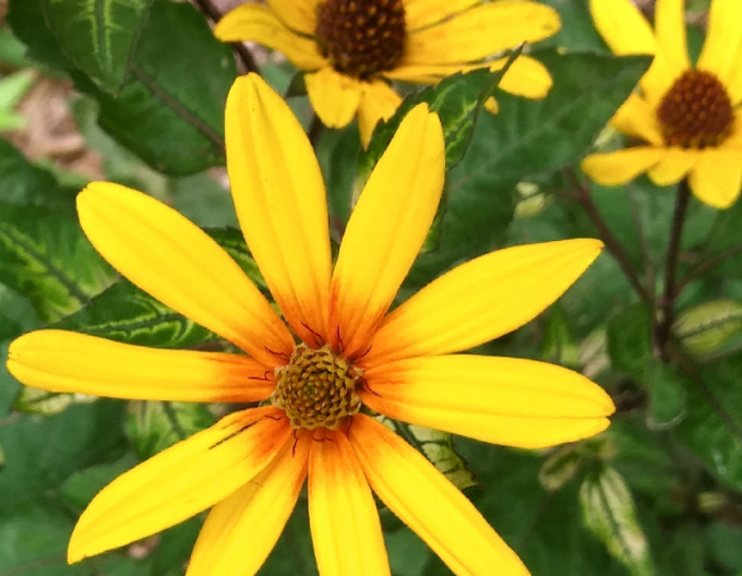 Heliopsis ´Loraine Sunshine´