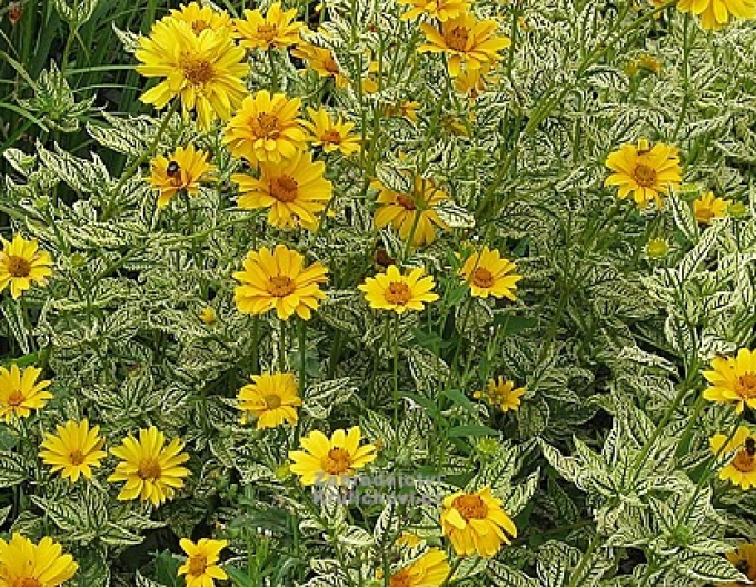 Heliopsis ´Loraine Sunshine´