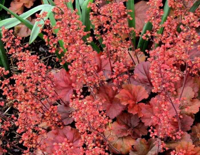 Heuchera hybrid Cherry Cola