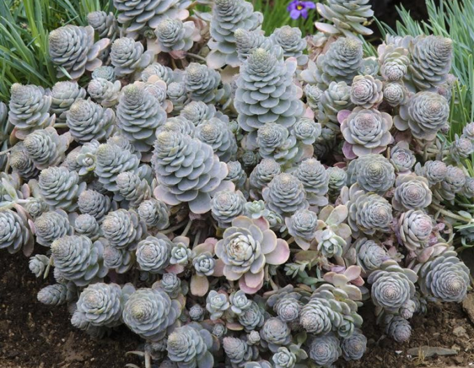 Orostachys - čínská čepice
