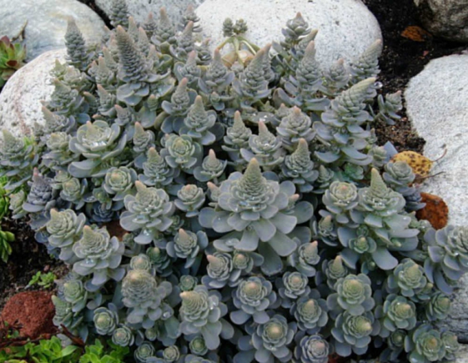 Orostachys - čínská čepice