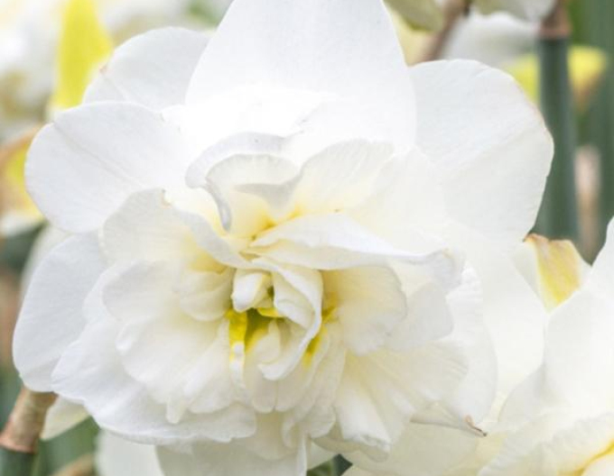 Narcissus ´Obdam´