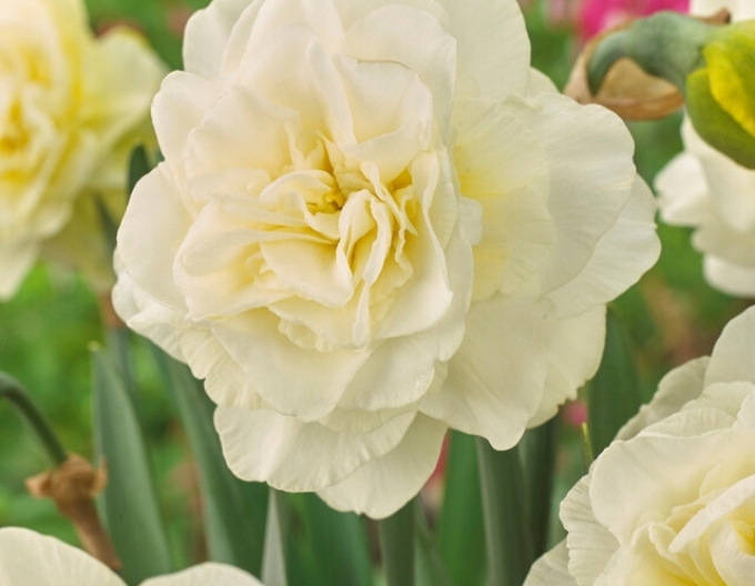Narcissus ´Obdam´