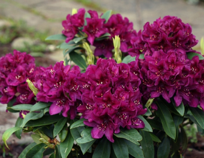 Rhododendron Polarnacht