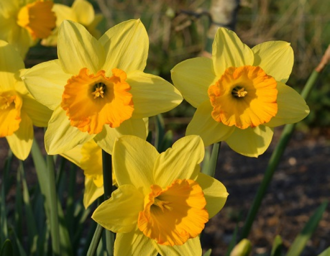 Narcis ´Fortune´