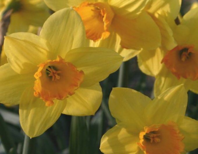 Narcis ´Fortune´