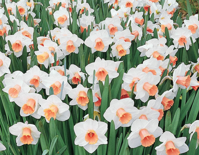 Narcis Salome