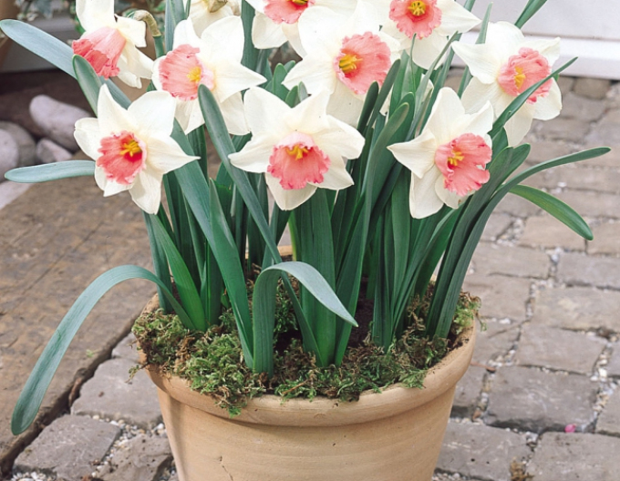 Narcis Salome