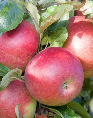 Sloupovitá jabloň ´Cumulus´ zimní, podn. MM106, prostok.