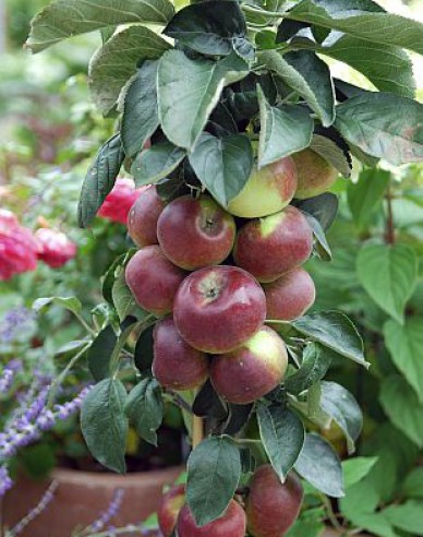 Sloupovitá jabloň ´Cumulus´ zimní, podn. MM106, prostok.