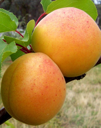 Meruňka "Maďarská" poloraná, podn. St. Julien, prostok.