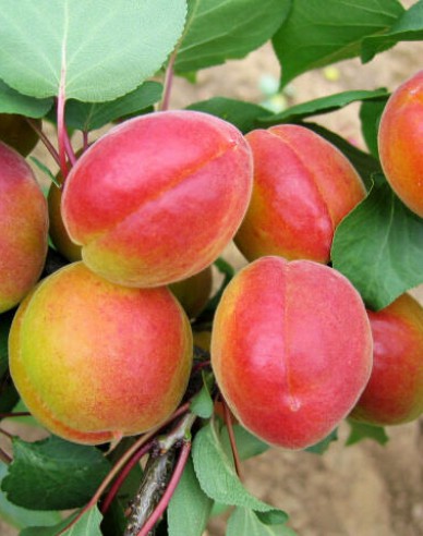 Meruňka ´Harogem´ pozdní, podn. Myrobalán, prostok.