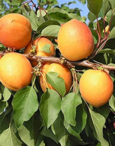 Meruňka ´Compacta´ poloraná, podn. St.Julien, prostok.