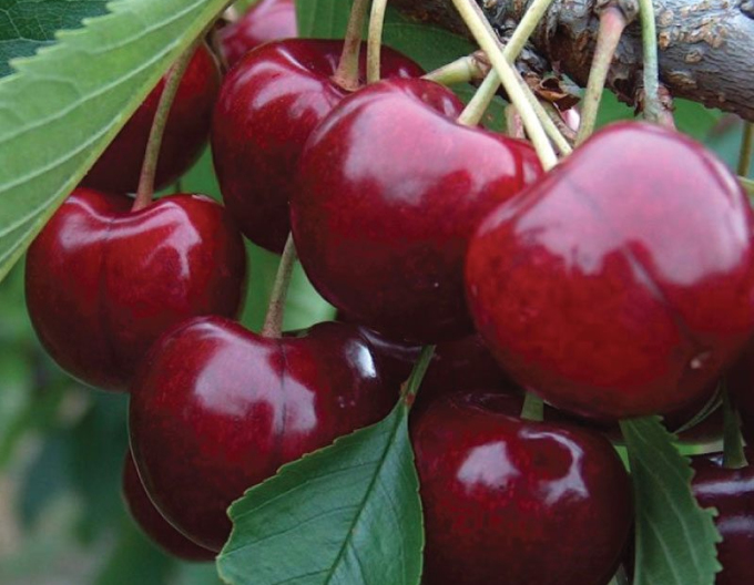 Cherry ´Stella´ late