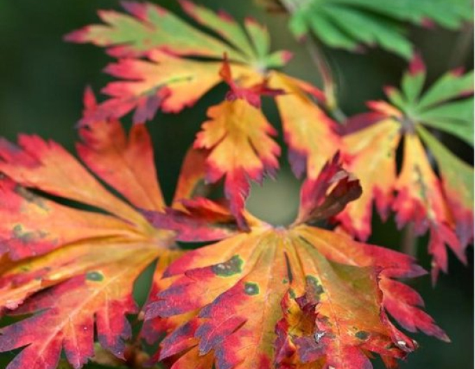 Japonský javor Aconitifolium