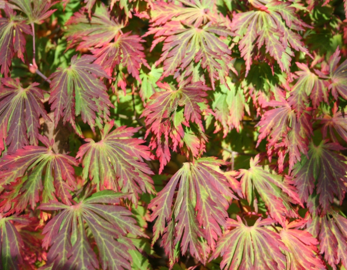 Japonský javor Aconitifolium
