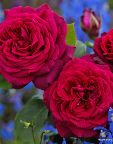 Růže Gräfin Diana