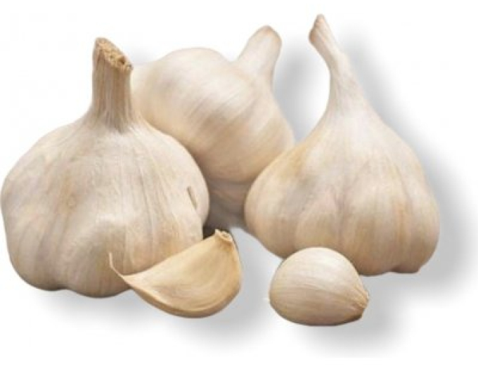 Sazenice podzimního česneku ´MOJMÍR´ 500g