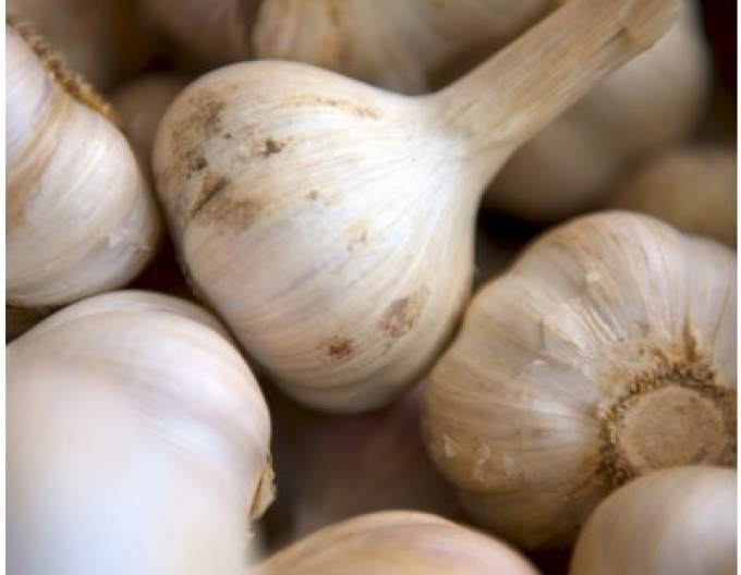Sazenice podzimního česneku ´MATÚŠ´ 500g