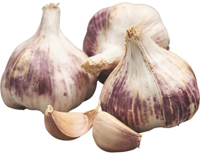 Sazenice podzimního česneku ´GERMIDOUR´ 500g