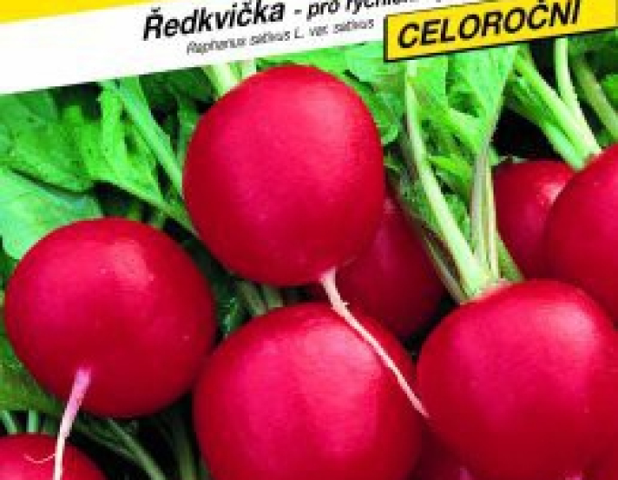 Semo Ředkvička červená Kvinta
