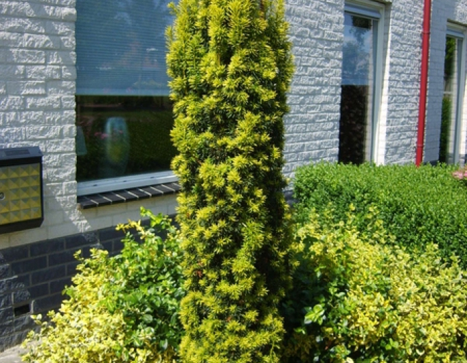 Tis sloupovitý  ´Aurea´